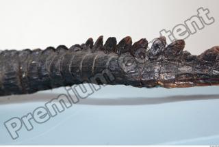 Crocodile tail photo reference 0117